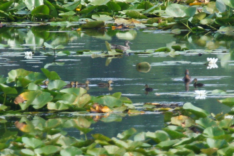 Ferruginous Duck (Aythya nyroca) and Garganey - Hungary - Kiskunsag N.P