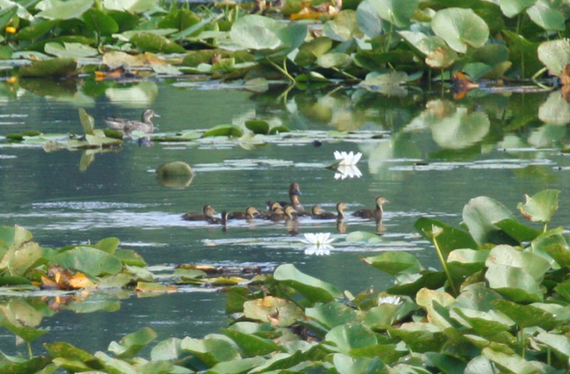 Ferruginous Duck (Aythya nyroca) and Garganey - Hungary - Kiskunsag N.P