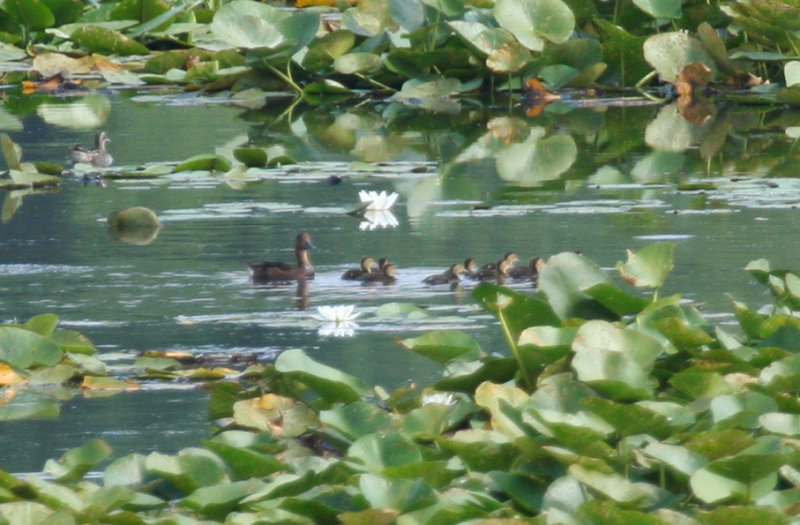 Ferruginous Duck (Aythya nyroca) and Garganey - Hungary - Kiskunsag N.P