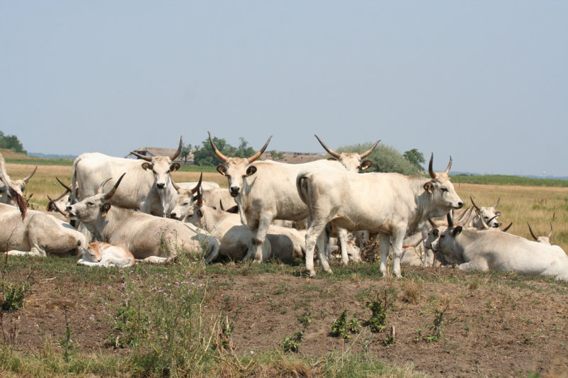 Hungarian Cattle - Kiskunsag N.P.