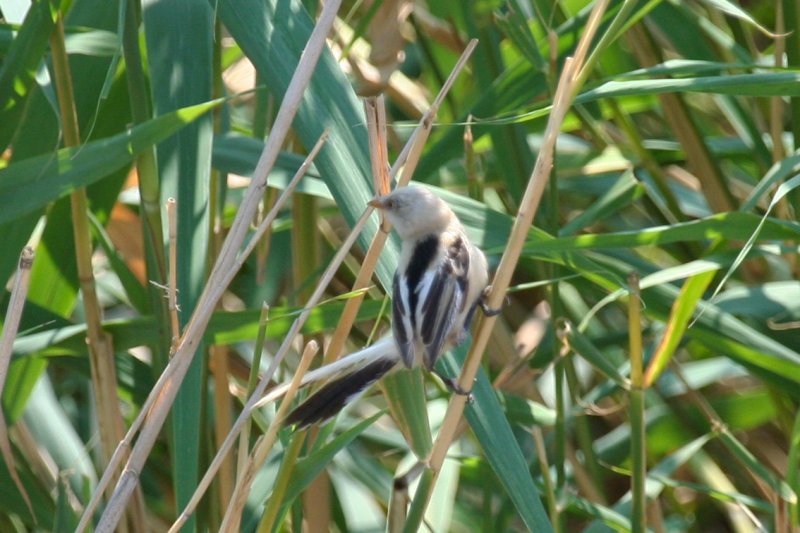 Bearded Reedling (Panurus biarmicus) Hungary- Kiskunsag N.P.