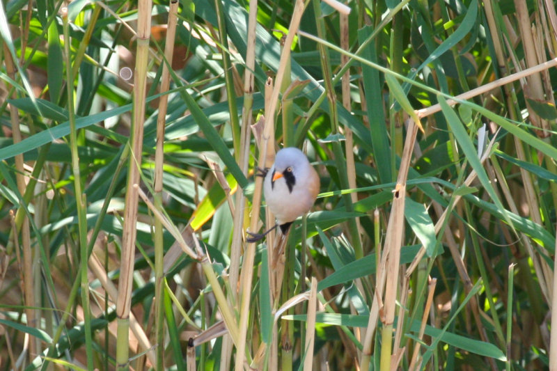 Bearded Reedling (Panurus biarmicus) Hungary- Kiskunsag N.P.
