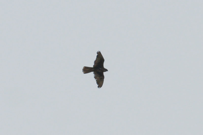Saker Falcon (Falco cherrug) Hungary - Kiskunsag N.P. Apaj poesta