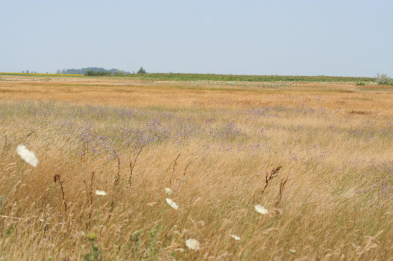 Puszta - Hungary, Kiskunsag N.P.