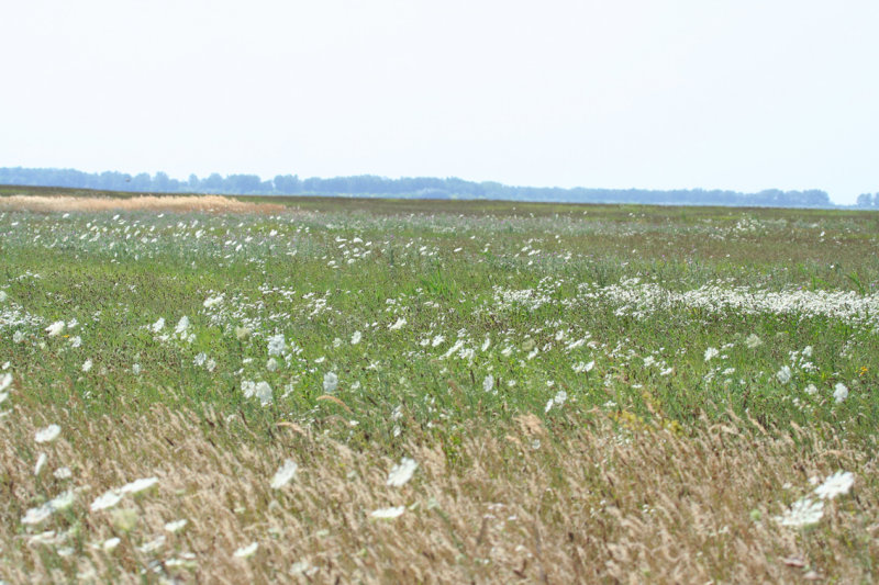 Puszta - Hungary, Kiskunsag N.P.