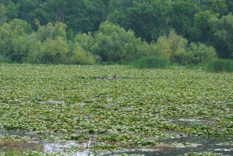 Oxbow Lake - Kiskunsag NP