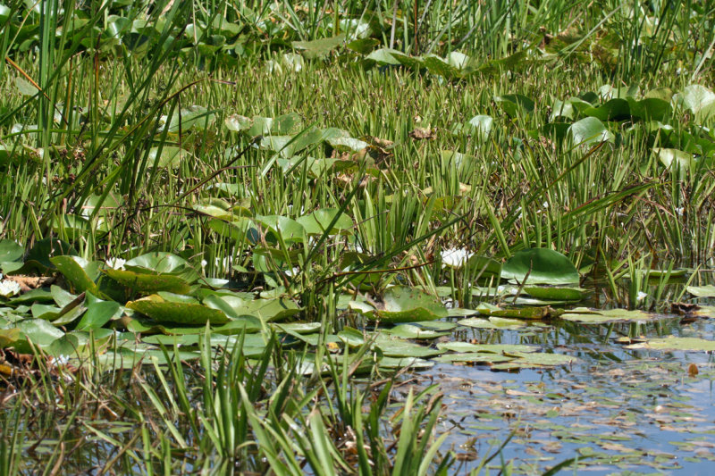 Lake Kolon, Kiskunsag N.P.