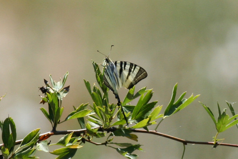 Scarce Swallowtail (Iphiclides podalirius) Hungary - Kiskunsági NP, Lake Kolon