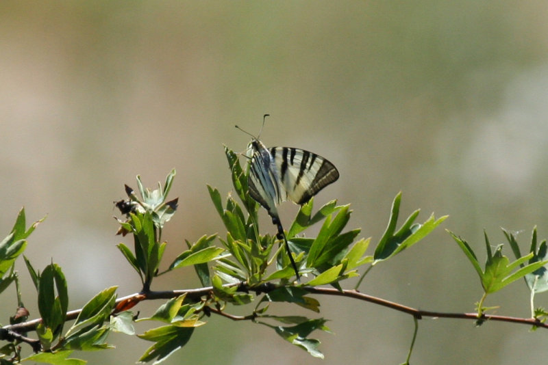 Scarce Swallowtail (Iphiclides podalirius) Hungary - Kiskunsági NP, Lake Kolon