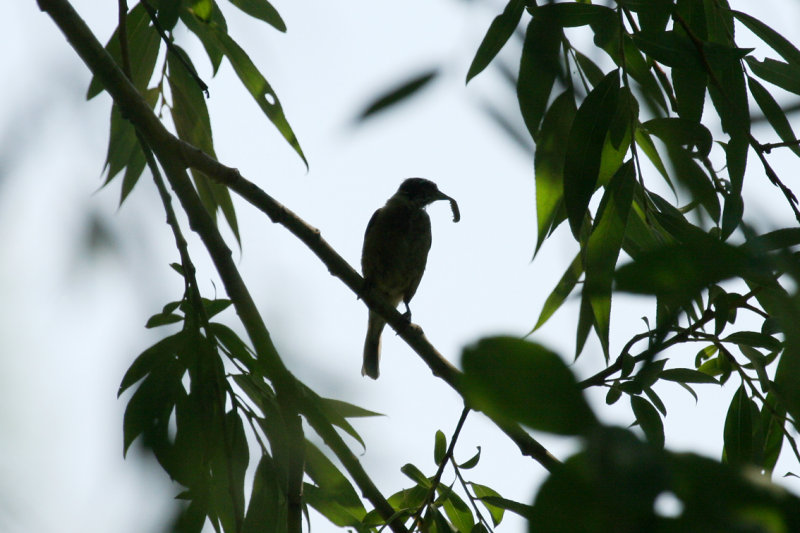 Eurasian Penduline Tit (Remiz pendulinus) Hungary, Kiskunsag N.P.