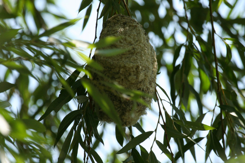 Eurasian Penduline Tit (Remiz pendulinus) Nest - Hungary, Kiskunsag N.P.