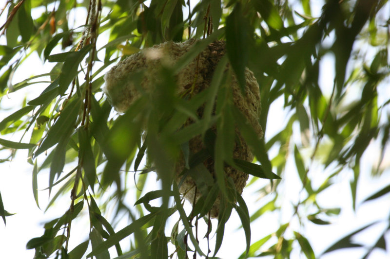 Eurasian Penduline Tit (Remiz pendulinus) Nest - Hungary, Kiskunsag N.P.
