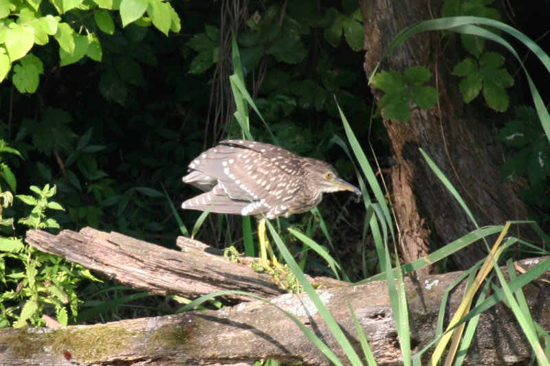 Black-crowned Night Heron (Nycticorax nycticorax) Juvenile - Hungary, Kiskunsag N.P.
