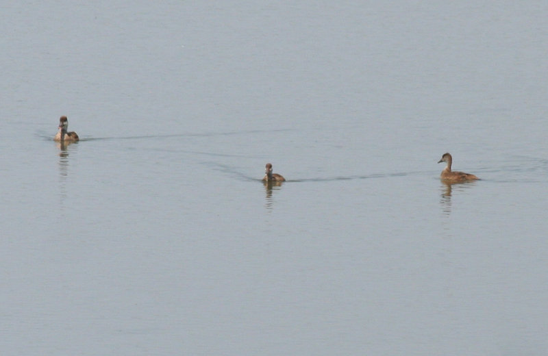 Red-crested Pochard (Netta rufina) Hungary- Kiskunsag N.P.