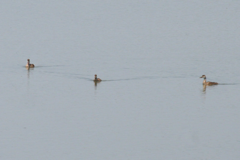 Red-crested Pochard (Netta rufina) Hungary- Kiskunsag N.P.