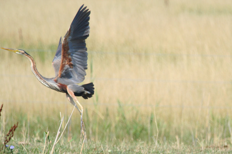 Purple Heron (Ardea purpurea) Hungary - Kiskunsag N.P.
