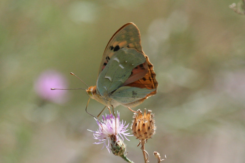 Cardinal (Argynnis pandora) Hungary - Bükk N.P.