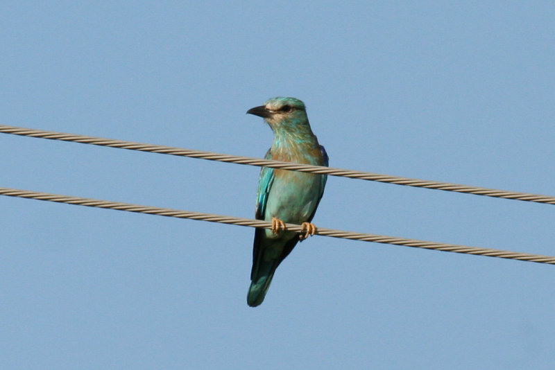 European Roller (Coracias garrulus) Hungary - Kiskunsag N.P.