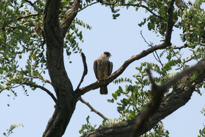 Red-footed Falcon (Falco vespertinus) Juvenile - Hungary - Kiskunsag N.P. Apaj poesta