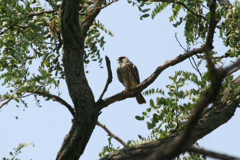 Red-footed Falcon (Falco vespertinus) Juvenile - Hungary - Kiskunsag N.P. Apaj poesta
