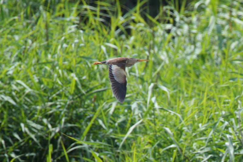 Little Bittern (Ixobrychus minutus) Kallo - Groot Rietveld - Belgium