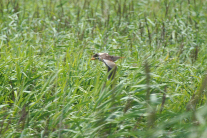 Little Bittern (Ixobrychus minutus) Kallo - Groot Rietveld - Belgium