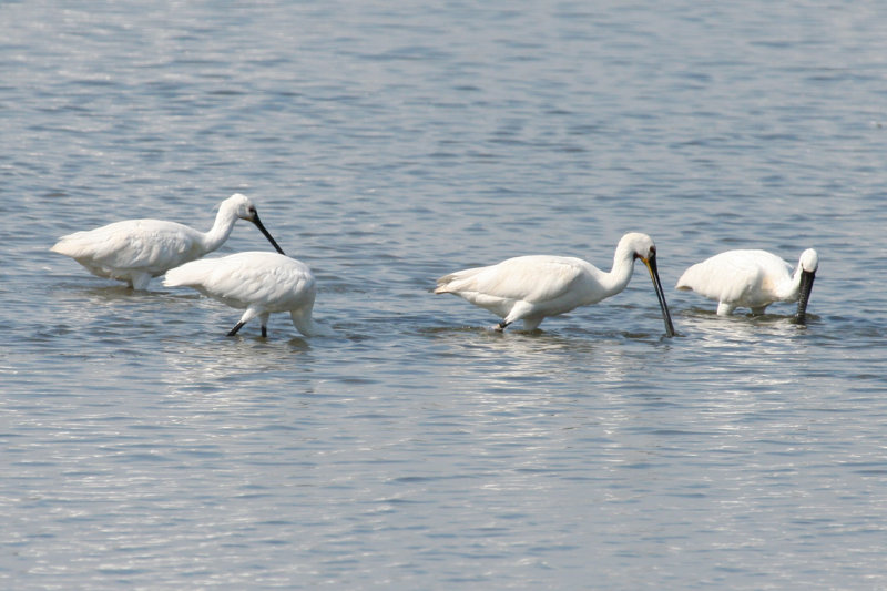 Eurasian Spoonbill (Platalea leucorodia) Blokkersdijk - Antwerpen - Belgium