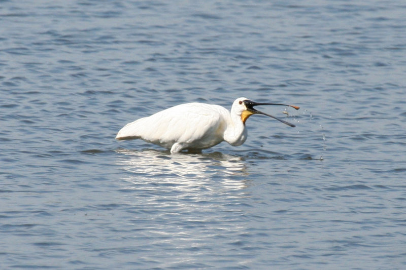 Eurasian Spoonbill (Platalea leucorodia) Blokkersdijk - Antwerpen - Belgium