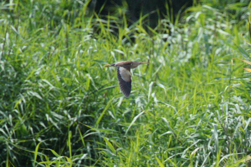 Little Bittern (Ixobrychus minutus) Kallo - Groot Rietveld - Belgium