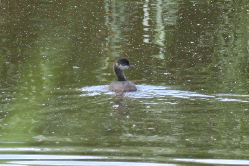 Black-necked Grebe (Podiceps nigricollis) Juvenile - Kallo, Groot Rietveld - Belgium