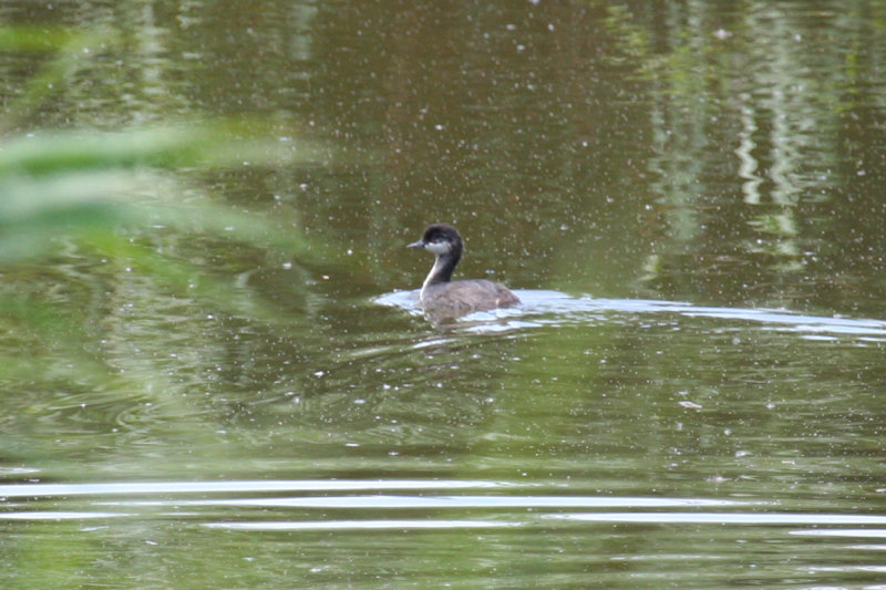 Black-necked Grebe (Podiceps nigricollis) Juvenile - Kallo, Groot Rietveld - Belgium