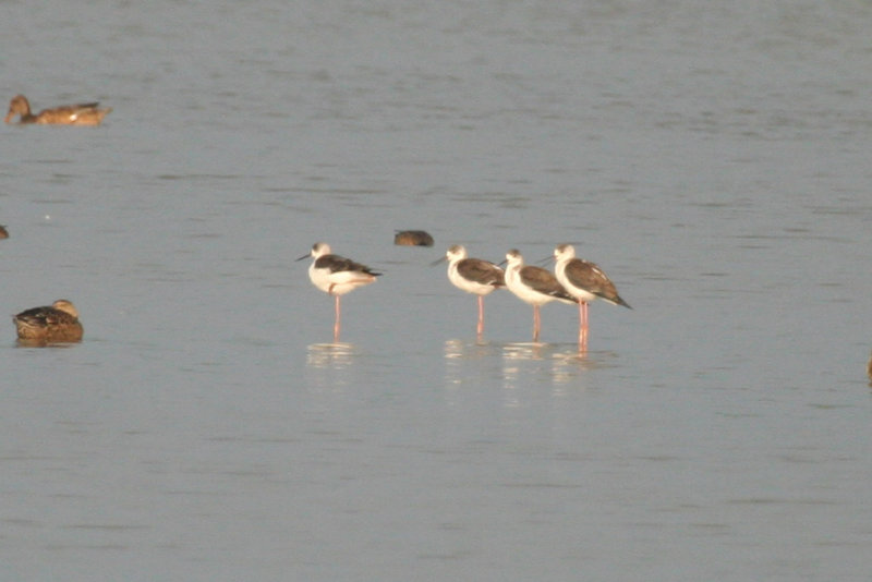 Black-winged Stilt (Himantopus himantopus) Waterland - Polder IJdoorn