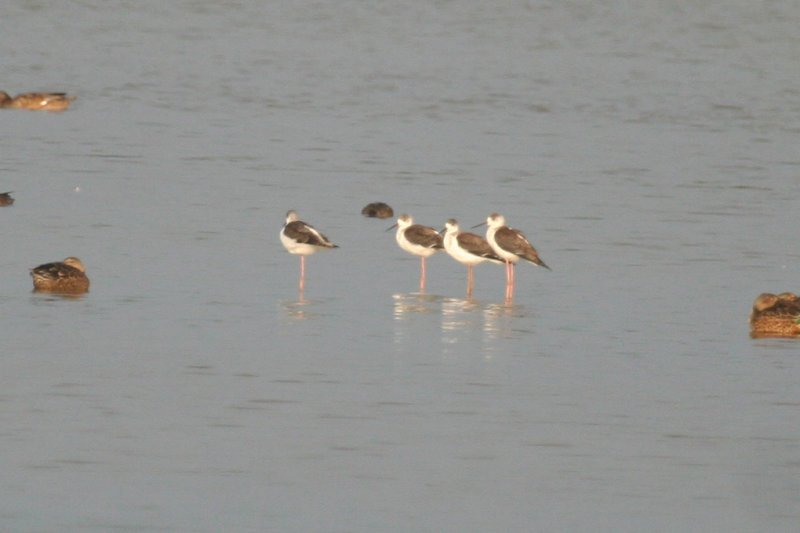 Black-winged Stilt (Himantopus himantopus) Waterland - Polder IJdoorn