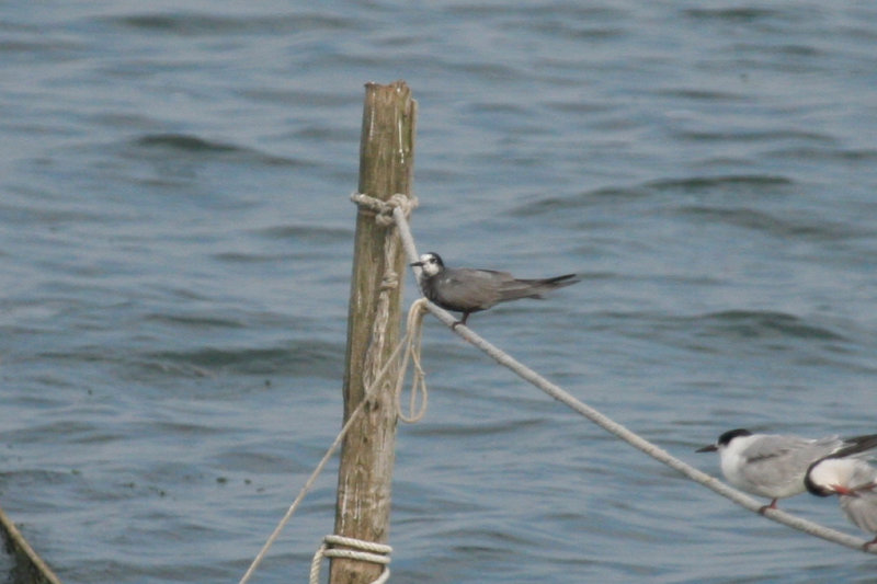 Black Tern (Chlidonias niger) IJmeer NH