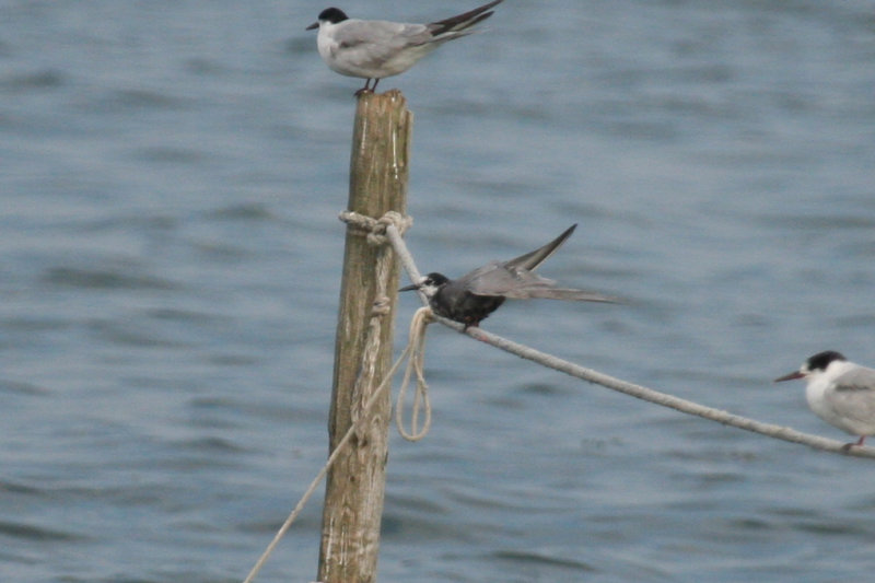 Black Tern (Chlidonias niger) IJmeer NH