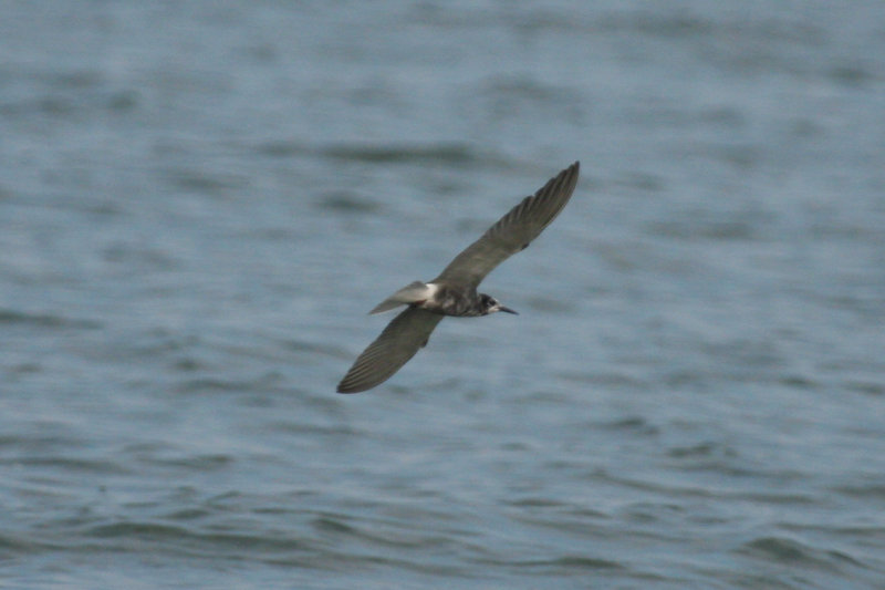 Black Tern (Chlidonias niger) IJmeer NH