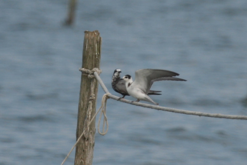 Black Tern (Chlidonias niger) IJmeer NH