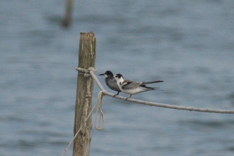 Black Tern (Chlidonias niger) IJmeer NH