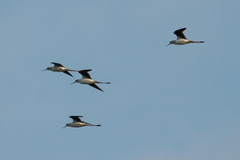 Black-winged Stilt (Himantopus himantopus) Waterland - Polder IJdoorn
