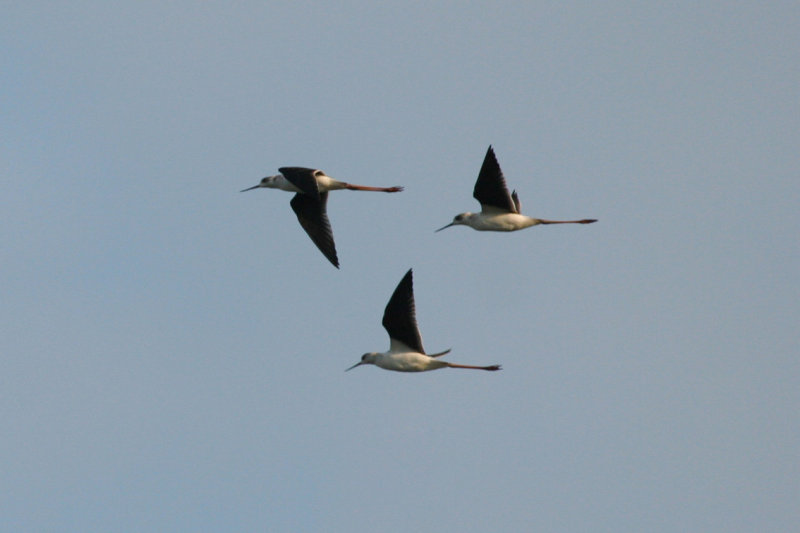 Black-winged Stilt (Himantopus himantopus) Waterland - Polder IJdoorn
