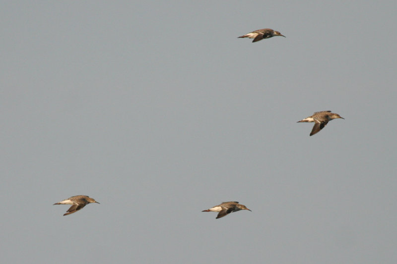 Ruff (Philomachus pugnax) Waterland - Polder IJdoorn