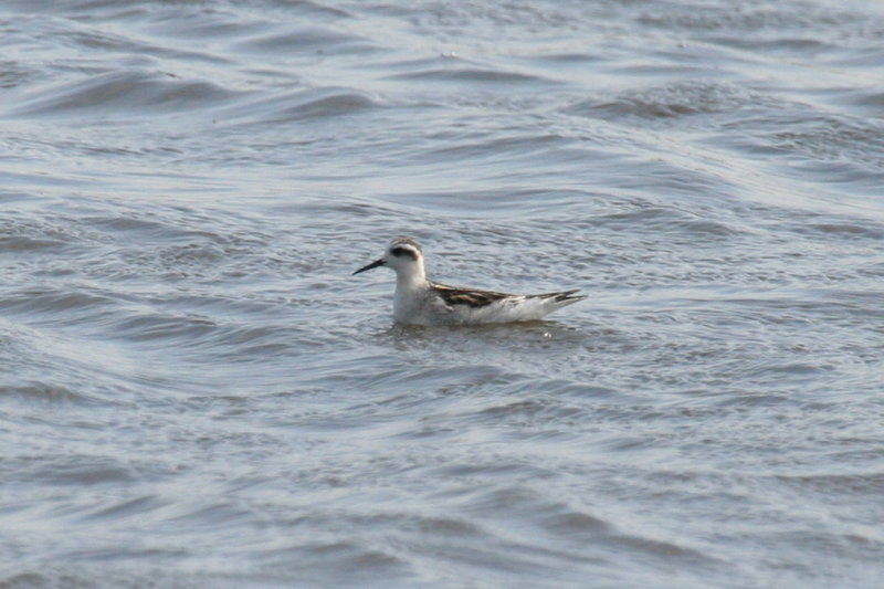 Red-necked Phalarope (Phalaropus lobatus) Zijpe - Nollen van Abbestede