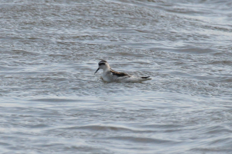 Red-necked Phalarope (Phalaropus lobatus) Zijpe - Nollen van Abbestede