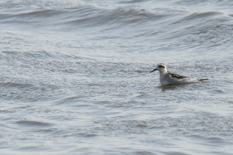 Red-necked Phalarope (Phalaropus lobatus) Zijpe - Nollen van Abbestede