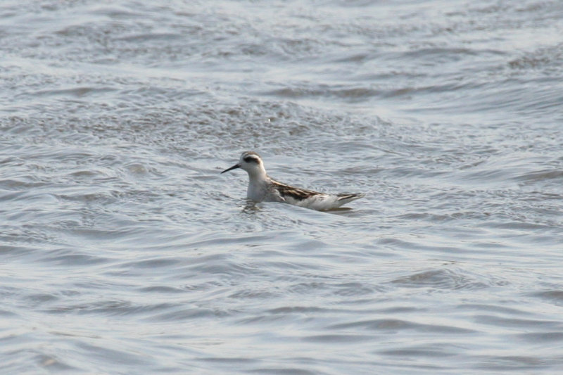 Red-necked Phalarope (Phalaropus lobatus) Zijpe - Nollen van Abbestede