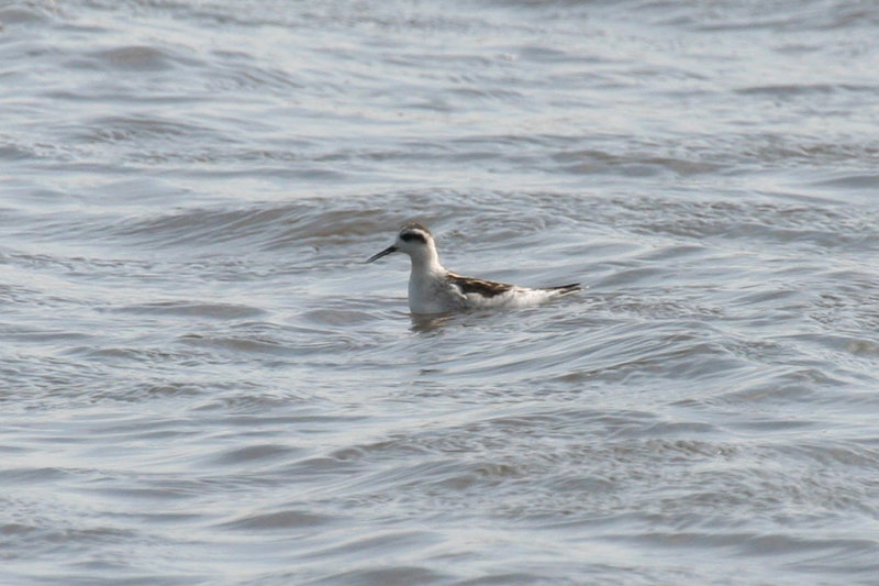 Red-necked Phalarope (Phalaropus lobatus) Zijpe - Nollen van Abbestede