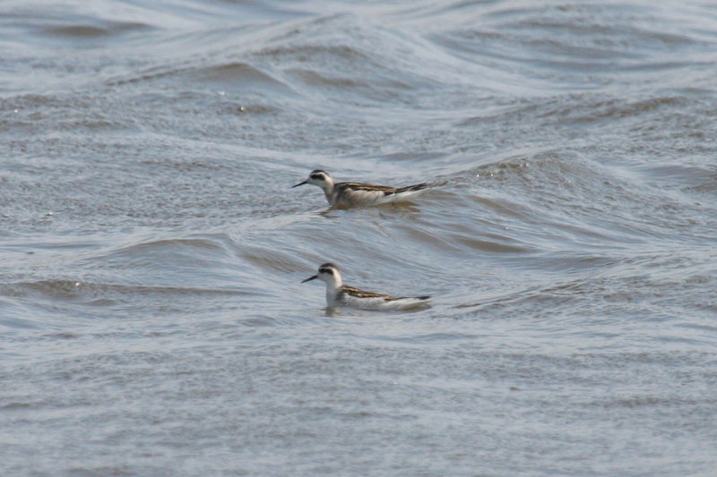 Red-necked Phalarope (Phalaropus lobatus) Zijpe - Nollen van Abbestede