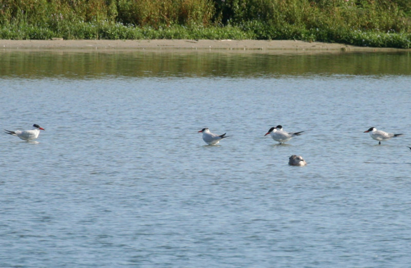 Caspian Tern (Hydroprogne caspia) Waterland - Kinseldam