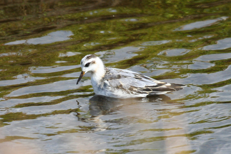 Red Phalarope (Phalaropus fulicarius) Camperduin - De Putten