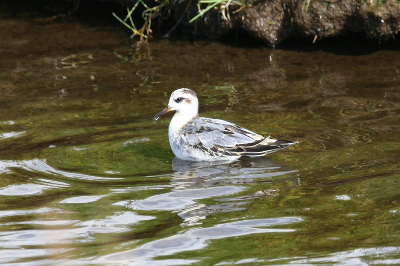 Red Phalarope (Phalaropus fulicarius) Camperduin - De Putten